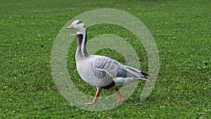 Bar-headed goose, Anser indicus is one of the world\'s highest flying birds, Seen in the English Garden, Munich, Germany