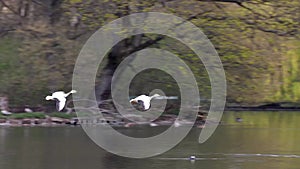 Bar-headed goose, Anser indicus is one of the world\'s highest flying birds, Seen in the English Garden, Munich, Germany