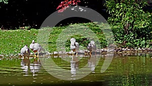 Bar-headed goose, Anser indicus is one of the world\'s highest flying birds, Seen in the English Garden, Munich, Germany