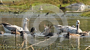 Bar headed goose or anser indicus pair and other dabbling ducks or birds like common eurasian teal and gadwall and Eurasian coot