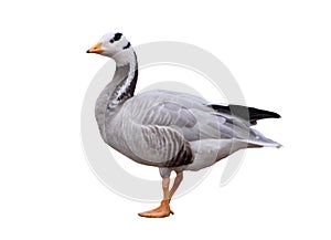 Bar headed goose