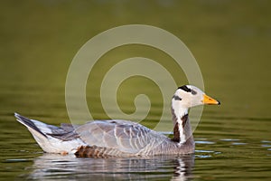 Bar-headed goose, Anser indicus, single bird swims on the lake