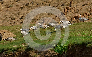 bar-headed goose Chambal