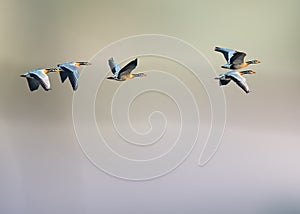 Bar Headed Goose in flight