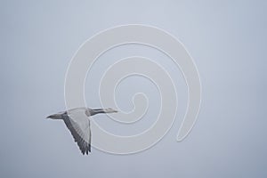 Bar Headed Goose in Flight