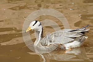 Bar-headed goose