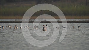 Bar-headed Goose migration birds in Southeast-Asia.