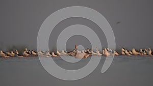 Bar-headed Goose migration birds in Southeast-Asia.