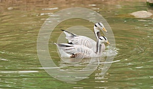 Bar-headed goose