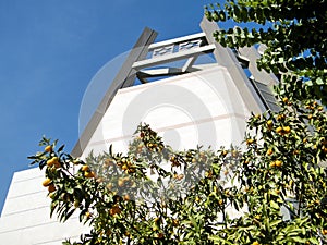 Bar-Ilan University Fortunella margarita tree and Jewish Center