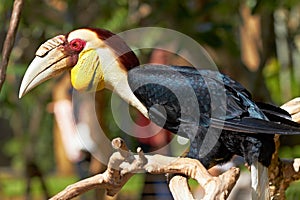 Bar-pouched Wreathed Hornbill in the nature