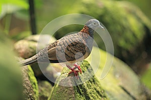 Bar-shouldered dove photo