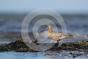 Bar-tailed Godwit