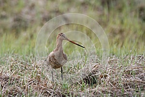 Bar-tailed godwit photo