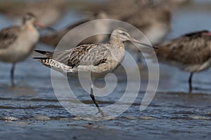 Bar-tailed Godwit in Australasia