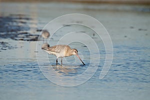 Bar-tailed Godwit on Cavado Estuary.