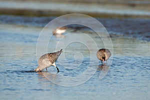 Bar-tailed Godwit on Cavado Estuary. photo