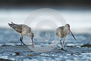 Bar-tailed Godwit - Limosa lapponica  large wader, Scolopacidae, breeds on Arctic coasts and tundra and winters on coasts in
