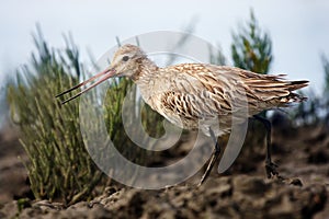 The bar-tailed godwit ,Limosa lapponica, on the shore. Godwit in non-breeding plumage