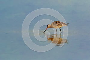 A Bar-tailed Godwit, Limosa lapponica, wader. UK
