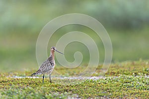Bar-tailed Godwit