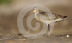 Bar-tailed Godwit photo