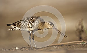 Bar-tailed Godwit