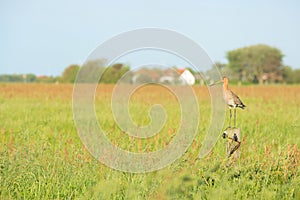 Bar-tailed godwit in meadows photo