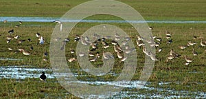 Bar tailed godwits and other birds in field