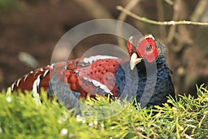 Bar-tailed pheasant