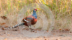 Bar-tailed pheasant standing on the roadside