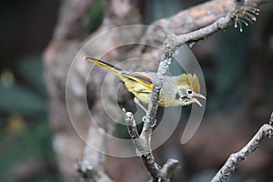 Bar-throated minla (Actinodura strigula) in India photo