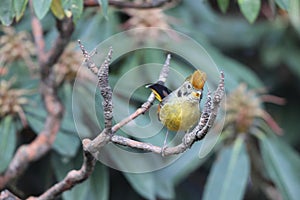 Bar-throated minla (Actinodura strigula) in India photo