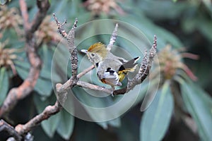 Bar-throated minla (Actinodura strigula) in India photo