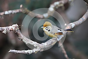 Bar-throated minla (Actinodura strigula) in India photo