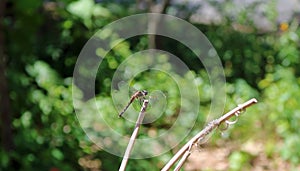 Bar-winged skimmer libellula axilena dry twig