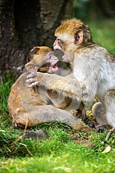 Barabary Macaque