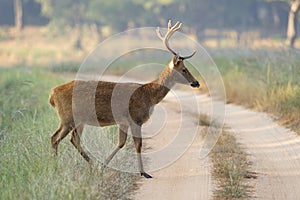 Barahsingha also called swamp deer crossing forest trail at Kanha in Madhyapradesh, India