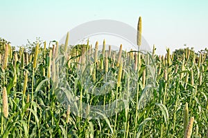 Baraja crop in field in summer photo
