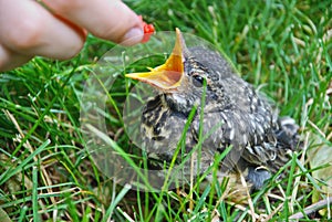 Barak`n Robin: baby robin being fed a raspberry