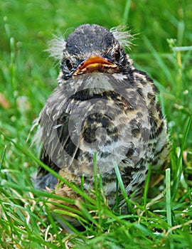 Barak`n Robin: close-up of baby robin with white tufts of hair