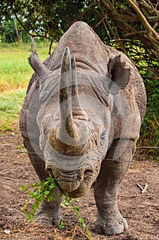 Baraka, the blind Black Rhino (Diceros bicornis) at Ol Pejeta Conservancy, Nanyuki, Kenya