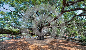 Baranoff Oak in Safety Harbor Florida
