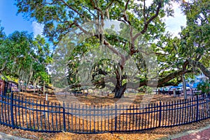 Baranoff Oak in Safety Harbor Florida