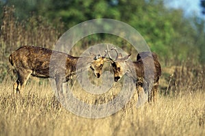 Barashingha Deer or Swamp Deer, cervus duvauceli, Males fighting