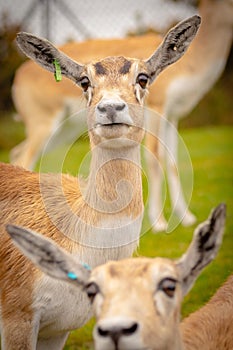 Barasinga deer (Rucervus duvaucelii) standing in a lush green meadow