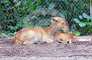 The barasingha also called swamp deer.