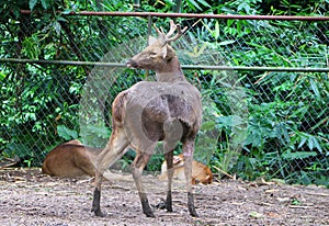 The barasingha also called swamp deer.