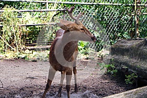 The barasingha also called swamp deer.