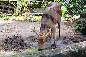 The barasingha also called swamp deer.